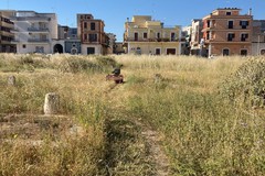 Manutenzione del verde cittadino a Cerignola: la nota dell’assessore Sforza