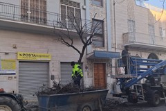 Prosegue la manutenzione del verde pubblico a Cerignola