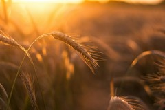 Grano, Coldiretti Puglia: in un mese persi 22 euro a tonnellata. Tavolo di crisi prima di nuova campagna