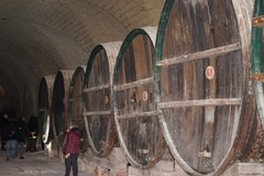 Nasce il Consorzio volontario dei produttori Nero Di Troia di Cerignola – Rosso di Cerignola Doc