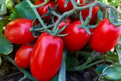 Pomodoro, manca intesa sul prezzo. Cia Puglia: «Ritardo penalizza i produttori nel foggiano»