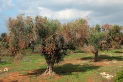 Xylella: Coldiretti Puglia, ammesso a finanziamento solo il 6% delle domande di espianto e reimpianto