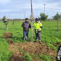 Nuovi alberi in varie aree della città. Sforza: «Verso una Cerignola più verde, più sana e più vivibile»