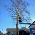 Continuano gli interventi per la cura del verde pubblico a Cerignola