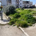 Prosegue la cura del verde pubblico a Cerignola
