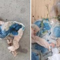 Veleno per topi in via Manfredonia a Cerignola: «È necessario collaborare per tutelare gli animali»