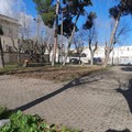 AmbientiAmo Cerignola: “In Via Milano divelti almeno 4 alberi”