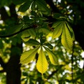 A Cerignola un giardino pubblico per la Memoria e il ricordo delle vittime del Covid-19