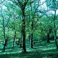 La Festa dell' Albero in Puglia