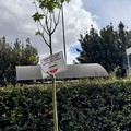 Movimento Cinque Stelle Cerignola: sulla Festa dell'albero arriva la replica a Gianvito Casarella (FDI Cerignola)