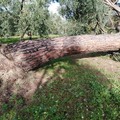 Un albero cade in via Madonna SS. Di Ripalta