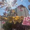 A Cerignola un pezzo di Giappone: ciliegi in fiore in Viale G. Di Vittorio