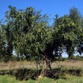 Cia Puglia:  "La campagna olivicola sta diventando una Via Crucis "