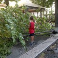 Cadono alberi a Cerignola in zone centralissime: per fortuna nessun danno a persone o cose