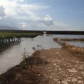 Puglia, estate disastrosa per l’agricoltura. La CIA “Stato di calamità”