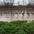 Agricoltura in ginocchio a Cerignola e dintorni: campi allagati e fiume Ofanto straripato in alcune zone