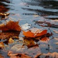 Fine settimana di stampo autunnale sul territorio del Foggiano