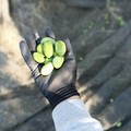 “Michele Cianci”, le olive bella di Cerignola raccolte sul terreno confiscato alla mafia