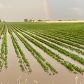 Agricoltura distrutta dalla primavera “pazza”