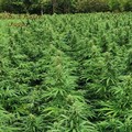 Sequestrata a San Marco in Lamis una piantagione di marijuana con 5100 piante