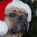 L’appello dell’ Associazione Amici di Balto e dei volontari di Cerignola: “Adottate cani del rifugio a Natale”