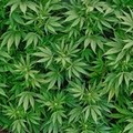 Zapponeta: sequestrata piantagione di marijuana