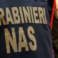 Olio evo contraffatto, a Cerignola sequestri dei Carabinieri del NAS