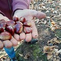 Arrivano le castagne 100% made in puglia; biodiversita' a rischio estinzione