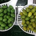 Puglia: La truffa delle olive verniciate con solfato rame