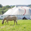 Partito Animalista Cerignola, Michele Buttiglione: “Basta animali al circo, arriva la legge”