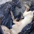 Abbandonato tra i rifiuti in una busta di plastica chiusa: sta meglio il cane ritrovato a Cerignola