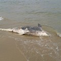 Torre Mileto: ritrovata la carcassa di un delfino spiaggiato