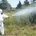 Assessore Mininni: pianificazione interventi di disinfestazione e sanificazione.