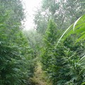 L'agricoltura nell'epoca della Marijuana