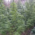 Cerignola, piantagione di oltre 7 quintali di marijuana: 1 arresto