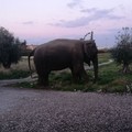 Sindaco Metta: mai più un circo in pieno centro cittadino.