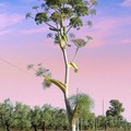 Le piante del nostro territorio: la Ferula nelle campagne di Cerignola