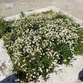 Fioriscono le Fosse Granarie a Cerignola: quanta biodiversità in un quadrato di terra!