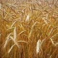 Glifosate e grano, Coldiretti Puglia: “Da oggi scatta divieto”