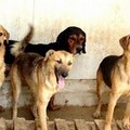 Stornara: La Prima colletta alimentare per cani