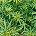 Ordona: sequestrata maxi piantagione di marijuana di oltre 6 ettari