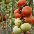 Una passata di pomodori bio coltivati su terre confiscate alla mafia