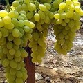 Massimo Battaglino (FN): “Qual prezzo è mai questo? No all’uva ed il vino in saldo! No al Neo-Latifondismo dilagante!”