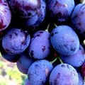 Stagione vitivinicola, Federazione Civica:  "Monitoriamo la produzione, bilancio completo alla fine della campagna "