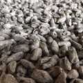 Il grano arso, specialità tipica di Cerignola: origini e caratteristiche