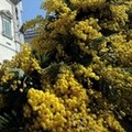 Clima pazzo, Natale con mimose e fiori in campagna