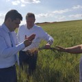 Grano: Coldiretti Puglia, a 30 gg dalla raccolta sopralluogo in campo per dare corso all'accordo con i pastai