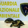 Cerignola, la Guardia Nazionale Ambientale di Foggia trova due tartarughe di acqua dolce