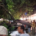 Crolla un albero in pieno centro a Cerignola
