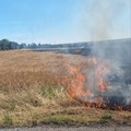 Incendio di sterpaglie sulla S.S. Manfredonia, paura a pochi chilometri da Cerignola